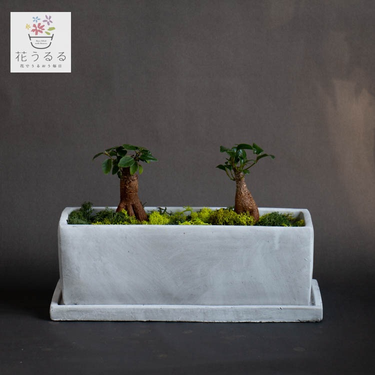 ガジュマル約1.5メートル/13号 ガジュマルL/盆栽、多肉植物、塊根植物、観葉植物通販/KIDORI