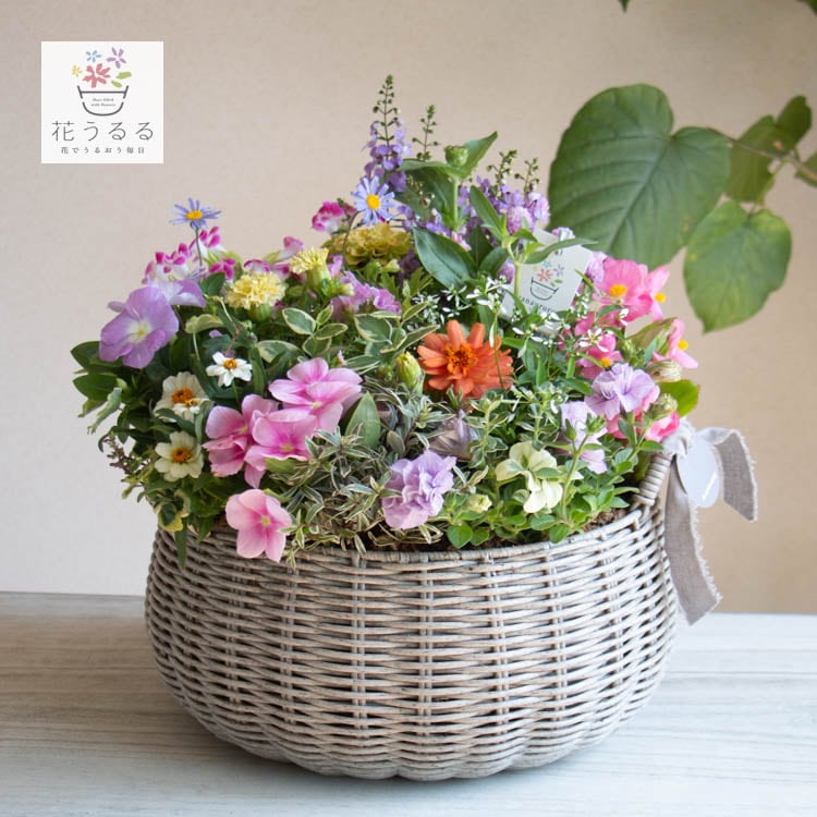 花うるる おまかせ／「季節の寄せ植えinジェミニバスケット ロウ(L