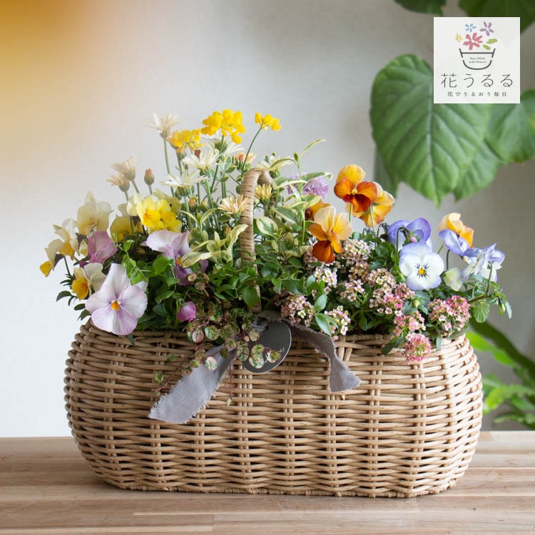 花 mille 000000002938_qvSGzJs.jpg