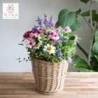 ���֤���� ���ޤ������ֵ���δ󤻿���in�����ߥ˥Х����å� ��������