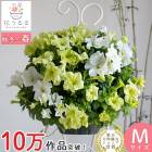 ��5���ȯ��ʬ�ۥڥ���˥��Υϥ󥮥� �֤���� �󤻿��� [�饤�� (����ץ�]�վ޴�:4-11��