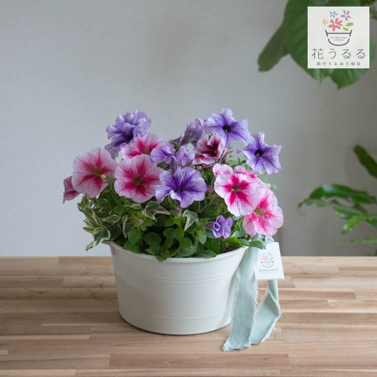 ����̵�� �֤���� �ڥ���˥� �󤻿��� [�ѥ��ƥ� �ץ�󥿡��� M������] (���ե��˥� ȭ���� ������ ������� ������ �� ȭ �� �� ���� �����ǥ˥� �ե����ե� �� ������ ����� ��� £��ʪ Ĺ����