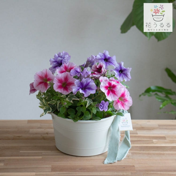 送料無料 花うるる ペチュニア 寄せ植え [パステル プランター版 M