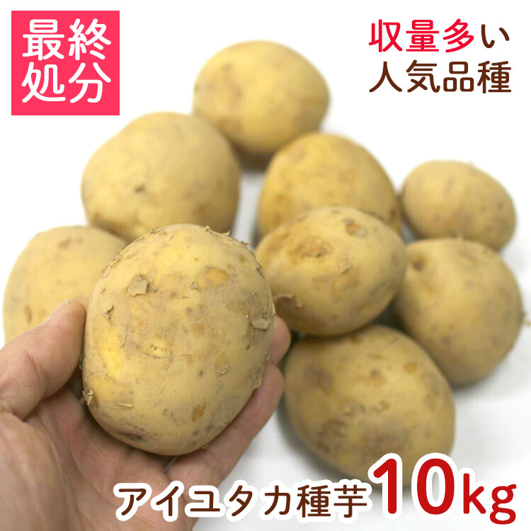 売り尽くし処分／春植え じゃがいも 種イモ「アイユタカ 10kg」 (長崎