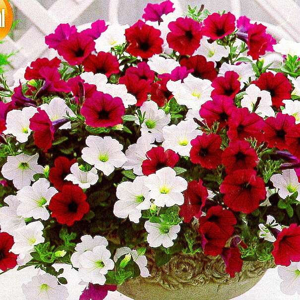 ��1ȭ��2���ߥå��������������� �����ڥ���˥� ���륵 �ߥå���[�ѡ��ץ���ԥ奢�ۥ磻��]10.5cm�ݥå���