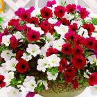 ��1ȭ��2���ߥå��������������� �����ڥ���˥� ���륵 �ߥå���[�ѡ��ץ���ԥ奢�ۥ磻��]10.5cm�ݥå���