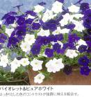 ��1ȭ��2���ߥå��������������� �����ڥ���˥� ���륵 �ߥå���[�Х�����åȡ��ԥ奢�ۥ磻��]10.5cm�ݥå���