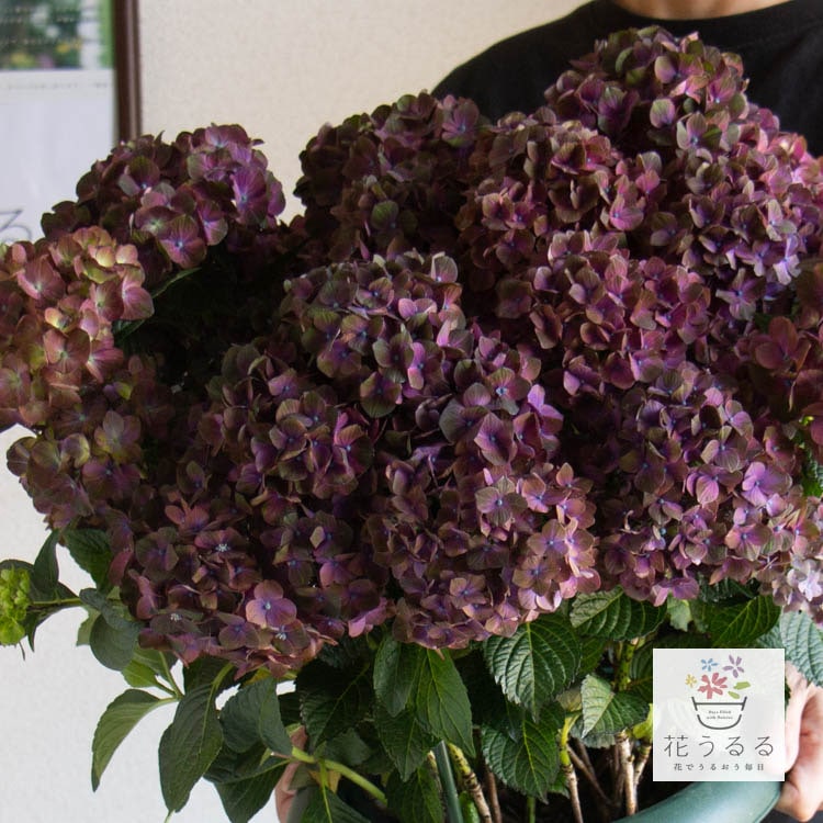 花苗】4鉢限定 紫陽花 マジカルチョコレート ③ 特大花 正規品 タグ