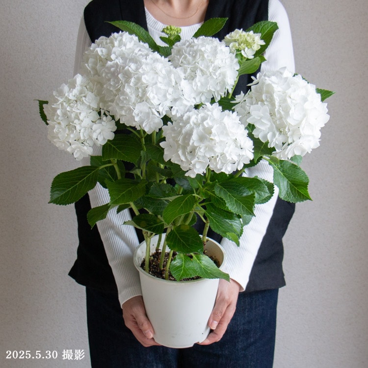 Ȭ�ź餭 �������������֥ե���󥷥��� 5��ȭ 