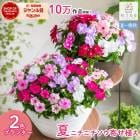 �˥��˥����� �󤻿���[����ե�MIX(�ץ�󥿡�ver] 
