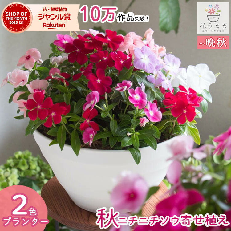 ニチニチソウ 寄せ植え[カラフルMIX(プランターver] | ハンギング