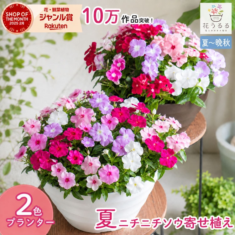 ニチニチソウ 寄せ植え[カラフルMIX(プランターver] | ハンギング