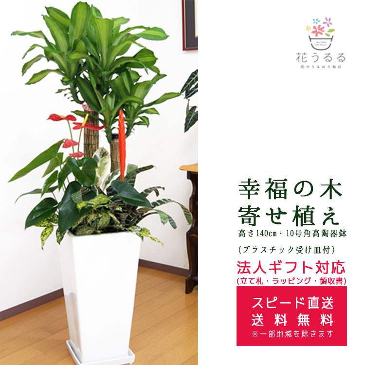 ���տ�ʪ �󤻿���(��ʡ����)10��ѹ�ƫ��ȭ �⤵��1.4m  ��yosem10-003��