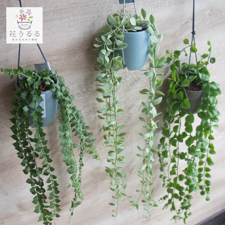 Ĺ50cmʾ塿֥ǥǥΥϥ󥮥󥰥ݥåȡץߥꥪϡ  åץ륰꡼ 