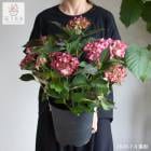 �衼���åѤǿ͵��ι⤤�ե�󥹰��Υ������� [����Хե�����] 7��ȭ