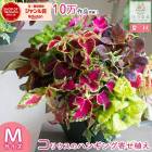 ����ŷ���Ǥ⸵�����֤���� �ϥ󥮥� �󤻿���[���ꥦ�� MIX(����ץ�] 