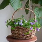 ���̸��� �֤���� �󤻿����������ȥ�˥� �ꤵ����������󥸡�(3-094L)