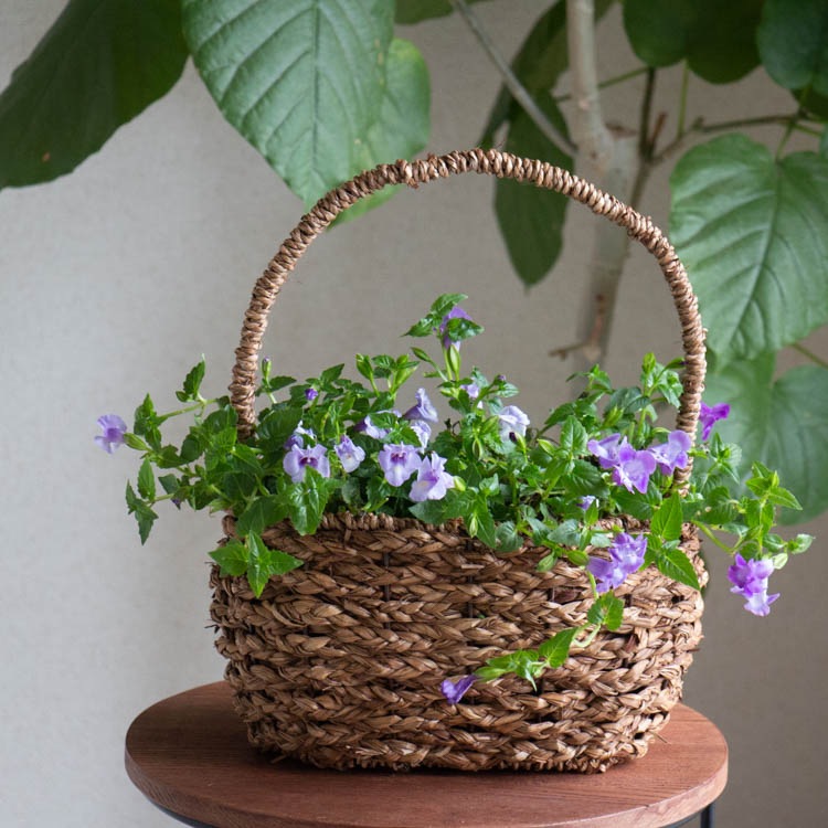 数量限定 花うるる 寄せ植え【這性トレニア 手さげかごアレンジ】(3