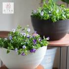 ��2�İʾ������̵�����֤���� �ϥ󥮥� �󤻿����������ȥ�˥� (�ɳݤ��ץ�ȭ)��(���ܷ� 