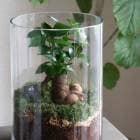 ���տ�ʪ �ڥƥ�ꥦ��-�饦��� �ȡ����