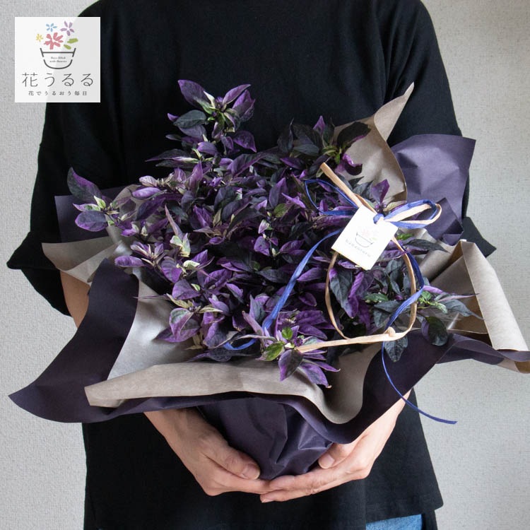 2ȭʾ̵Ѿѥȥ饷 ȭڥѡץեå5ȭ