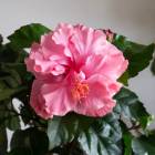 �ϥ��ӥ�����ȭ���� [�ԥ�Ȭ��] (5��ȭ/�⤵��50cm����) 