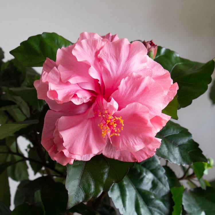 ピンクのハイビスカス鉢植え 鉢植え ハイビスカス ピンクバタフライ : 日本花卉ガーデン