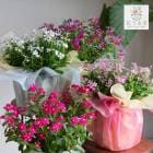 �����̸��꡿�˥��˥����� ȭ�����ڥե����꡼������ ñ����5��ȭ
