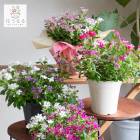 �����̸��꡿�˥��˥����� ȭ�����ڥե����꡼������ 2����5��ȭ 