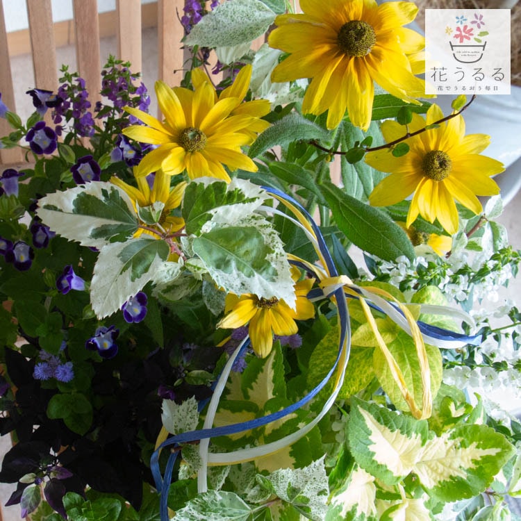 すぐに発送】＼売り尽くし大放出／数量限定 夏の新作 寄せ植え 花