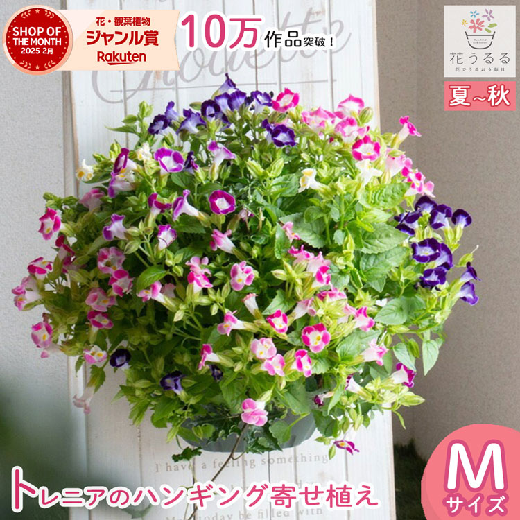 ���Խ�˶�����Ĺ�������֤���� �ϥ󥮥� �󤻿���[�ȥ�˥� MIX(����ץ�] 