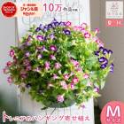 ���Խ�˶�����Ĺ�������֤���� �ϥ󥮥� �󤻿���[�ȥ�˥� MIX(����ץ�] 