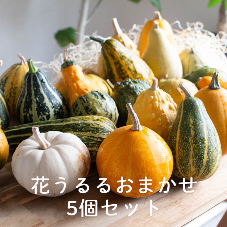 2,000円ポッキリ／ 【ミニかぼちゃ/おまかせ5個セット】 | イベント,花
