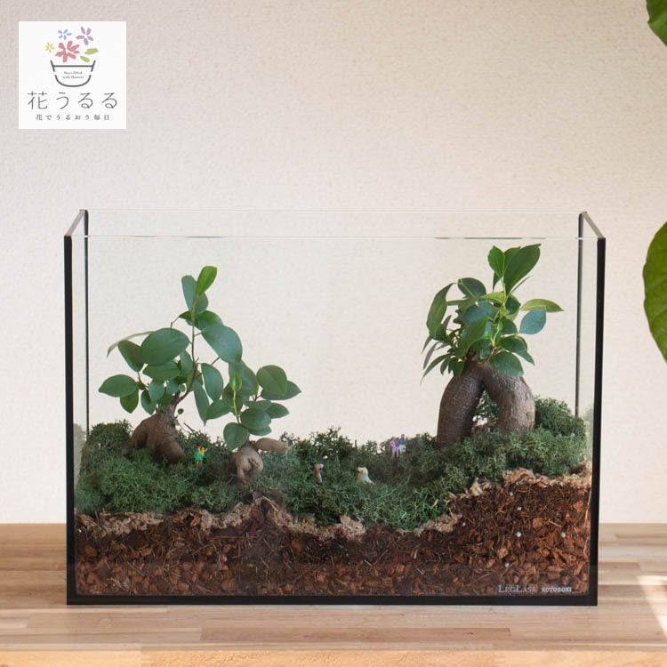 ���տ�ʪ �ڥƥ�ꥦ�� �쥯���󥰥��