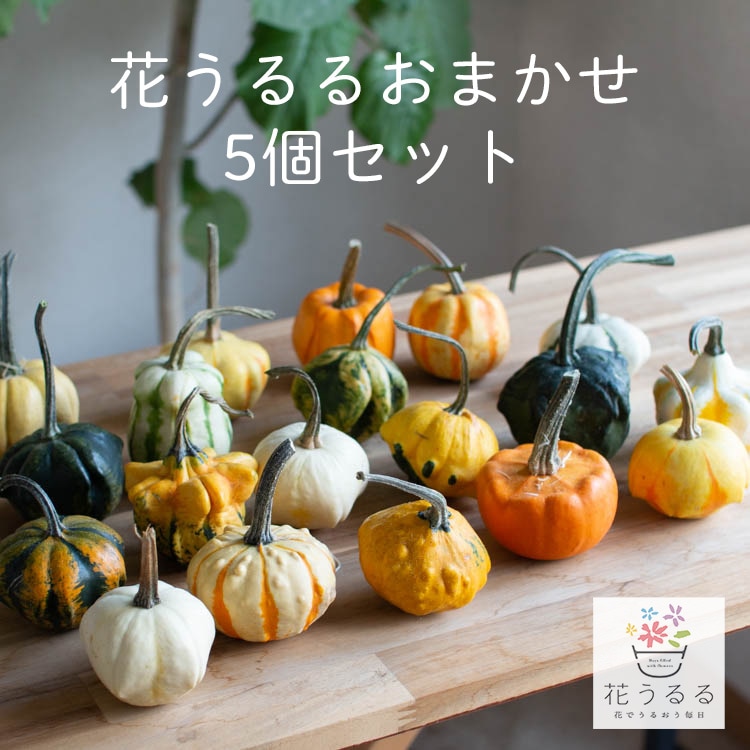 おまかせ 5個セット／ 【ミニかぼちゃ/ギャラクシーオブスターズ