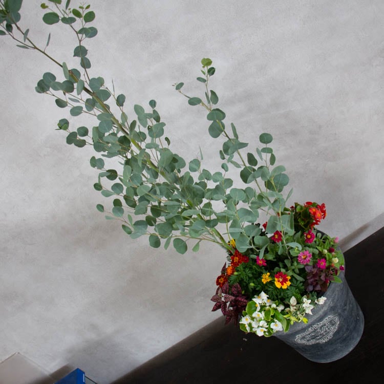 ユーカリ”ポポラス”の 花うるる 寄せ植え[ラグジュアリーコンテナ