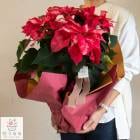 ���ǽ����Ԥ�������åԥ�̵�� �ݥ��󥻥��� ȭ�����֥������ѥ�� 5��ȭ��