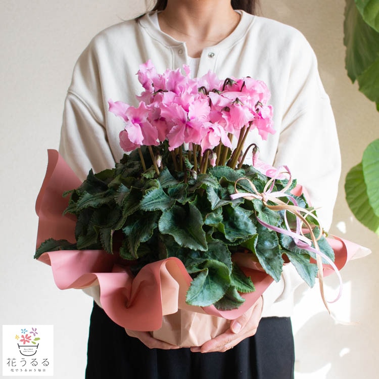 芳香タイプ／冬 鉢植え「シクラメン ファルバラローズ」ハリオス 5号鉢