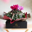 ��쥢2���餭��1ȭ���꡿�� ȭ�����֥������� �֥꡼���������쥯�� �ץ�󥻥����꡼���ڥߥå����餭�ۡ�6��ȭ �⤵40��45cm