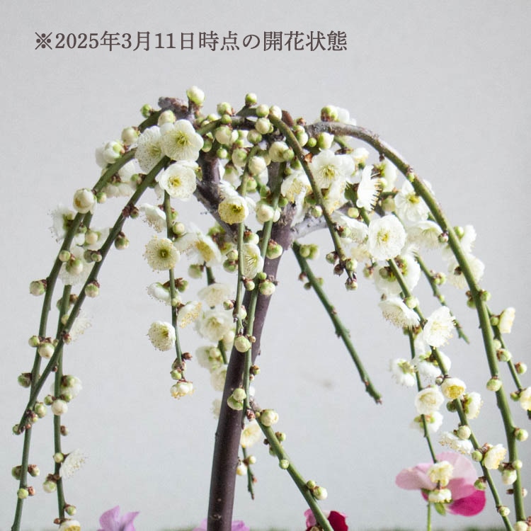 �����٤�ֿ����������֤����֤�����餭���� ȭ������ 