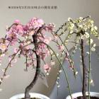 �����Ԥ��������٤�ֿ������� �֤����֤�����餭���� ȭ������ 