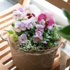 ���ޤȤ��㤤������̵�����ѥ󥸡����ӥ��� �֤���� �󤻿���[���������硼��]���������Х����å�M.ver