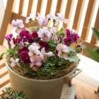 ���ޤȤ��㤤������̵�����ӥ��� �֤���� �󤻿���[������ ��С�]���������Х����å�M.ver