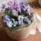 ���ޤȤ��㤤������̵�����ӥ��� �֤���� �󤻿���[�ѥ��ƥ� ��С�]���������Х����å�M.ver