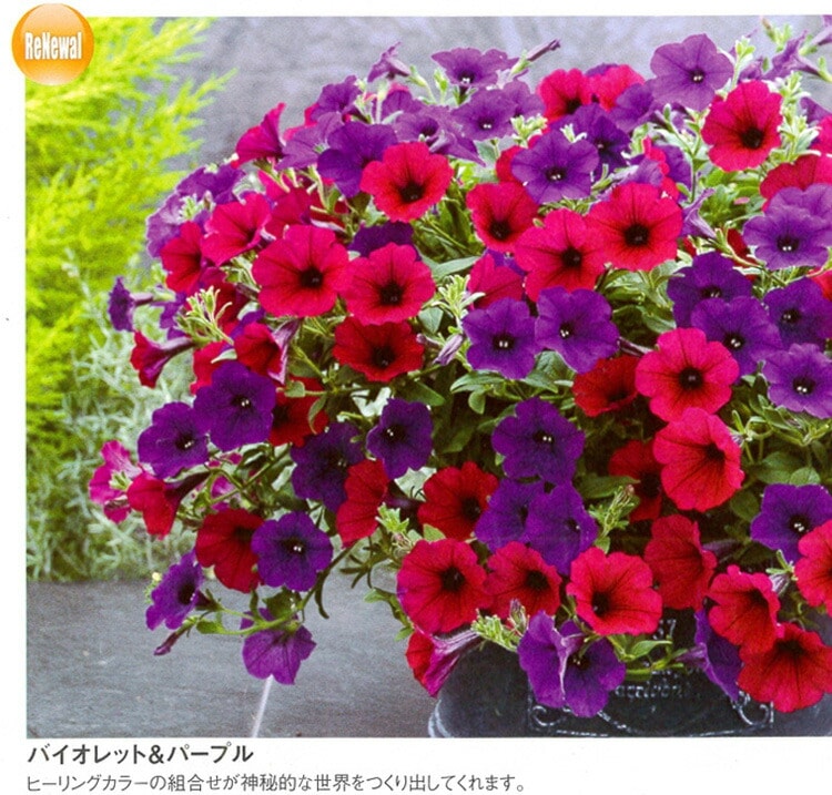 ��1ȭ��2���ߥå��������������� �����ڥ���˥� ���륵 �ߥå���[�Х�����åȡ��ѡ��ץ�]10.5cm�ݥå���