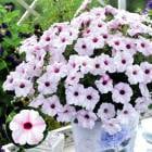 ���Ȥˤ������������������פǡ��ӥ��ʡ��Ǥ�OK ���������� �ڥ���˥��֥�֥꡼�����ס�9cm�ݥå���)