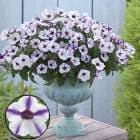 ���Ȥˤ������������������פǡ��ӥ��ʡ��Ǥ�OK ���������� �ڥ���˥��֥�֥꡼�������ס�9cm�ݥå���)