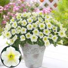 ���Ȥˤ������������������פǡ��ӥ��ʡ��Ǥ�OK ���������� �ڥ���˥��֥�֥꡼�����å���ס�9cm�ݥå���)