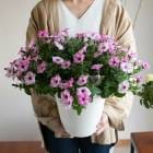 �����ʸ¤꡿����ȭ ���������פǡ��ӥ��ʡ��Ǥ�OK ���������� �ڥ���˥��֥�֥꡼������