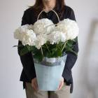 �������������֥��奬���ۥ磻�ȡ� 5��ȭ ���Υ������� �ϥ��ɥ�󥸥�